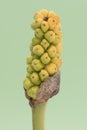 Arum italicum Italian arum ripening fruits of this curious pineapple-like plant with yellow-green or orange-colored fruits