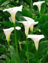 Arum Lilies Royalty Free Stock Photo