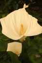 Arum Lilies - bridal season