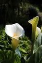 Arum lilies in a garden