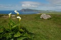 Arum lilies view Ireland Royalty Free Stock Photo