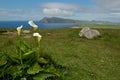 Arum lilies view Ireland