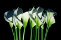 Arum lilies (Zantedeschia aethiopica) a.k.a. calla Royalty Free Stock Photo