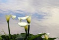 Arum Lilies (Zantedeschia) Royalty Free Stock Photo