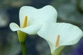 Arum lillies,cala Royalty Free Stock Photo