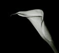 Arum lilly Royalty Free Stock Photo