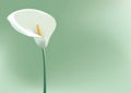 Arum Lilly Royalty Free Stock Photo