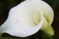 Arum Lilly Royalty Free Stock Photo