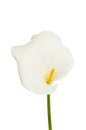 Arum lilly flower Royalty Free Stock Photo