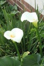Arum Lilly in the garden Royalty Free Stock Photo