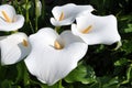 Arum lilly group with yellow spadix Royalty Free Stock Photo