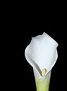 The Arum Lily Royalty Free Stock Photo