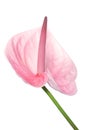 Arum lily Royalty Free Stock Photo