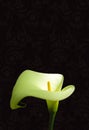 Arum lily Royalty Free Stock Photo