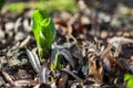 Arum lily basal leaves emerging Royalty Free Stock Photo