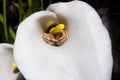 Arum Lily Frog or Arum Lily Reed Frog, hyperolius horstocki, Adults Camouflaged in Arum Flower, South Africa Royalty Free Stock Photo