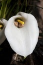 Arum Lily Frog or Arum Lily Reed Frog, hyperolius horstocki, Adults Camouflaged in Arum Flower, South Africa