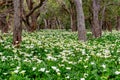 Arum lily is a robust, dark green, succulent herb, also known as calla or white arum lily Royalty Free Stock Photo