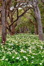 Arum lily is a robust, dark green, succulent herb, also known as calla or white arum lily Royalty Free Stock Photo