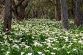 Arum lily is a robust, dark green, succulent herb, also known as calla or white arum lily Royalty Free Stock Photo