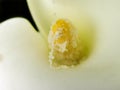 Arum Lily stamen 1 Royalty Free Stock Photo