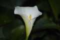 An arum Lily, Zantedeschia aethiopica, endemic to Southern Afri Royalty Free Stock Photo