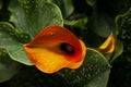 Arum Lily Zantedeschia pentlandii hybrid 3 Royalty Free Stock Photo