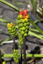 Arum maculatum berries
