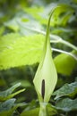 Arum maculatum Royalty Free Stock Photo