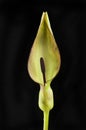 Arum maculatum flower against black Royalty Free Stock Photo