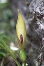 Arum maculatum flower in habitat by wall, back lit by evening sunlight. Aka Cuckoo pint, Lords and ladies. Focus on Royalty Free Stock Photo