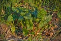 Arum maculatum