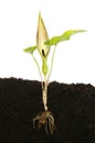Arum maculatum plant