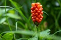 Arum maculatum with red berries against a green background, a poisonous woodland plant also named Cuckoo Pint or Lords and Ladies Royalty Free Stock Photo
