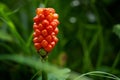 Arum maculatum with red berries also called Cuckoo Pint or Lords and Ladies, poisonous woodland plant against a dark green Royalty Free Stock Photo