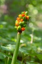 Arum maculatum with red berries also called Cuckoo Pint or Lords and Ladies, poisonous woodland plant against a dark green Royalty Free Stock Photo