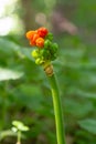 Arum maculatum with red berries also called Cuckoo Pint or Lords and Ladies, poisonous woodland plant against a dark green Royalty Free Stock Photo