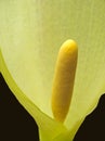Arum maculatum - spadix detail, macro