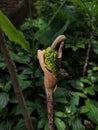 Arum maculatum wild plant on rain forest