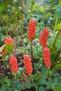 Arum plant with ripe orange berries, toxic plant