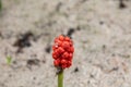 Arum with red berries