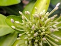 Arumdalu Cestrum nocturnum Royalty Free Stock Photo