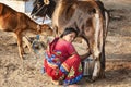 Woman milking a cow on the street
