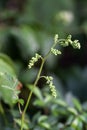 Aruncus aethusifolius flower