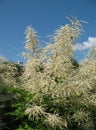 Aruncus dioicus