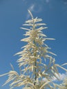 Aruncus dioicus