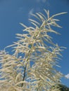 Aruncus dioicus