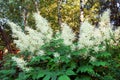 Aruncus dioicus blooming in a summer time. Flowers of Goats beard. Bush of Aruncus dioicus Royalty Free Stock Photo