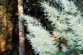 Aruncus dioicus blooming in a summer time. Flowers of Goats beard. Bush of Aruncus dioicus Royalty Free Stock Photo