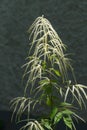 Aruncus dioicus